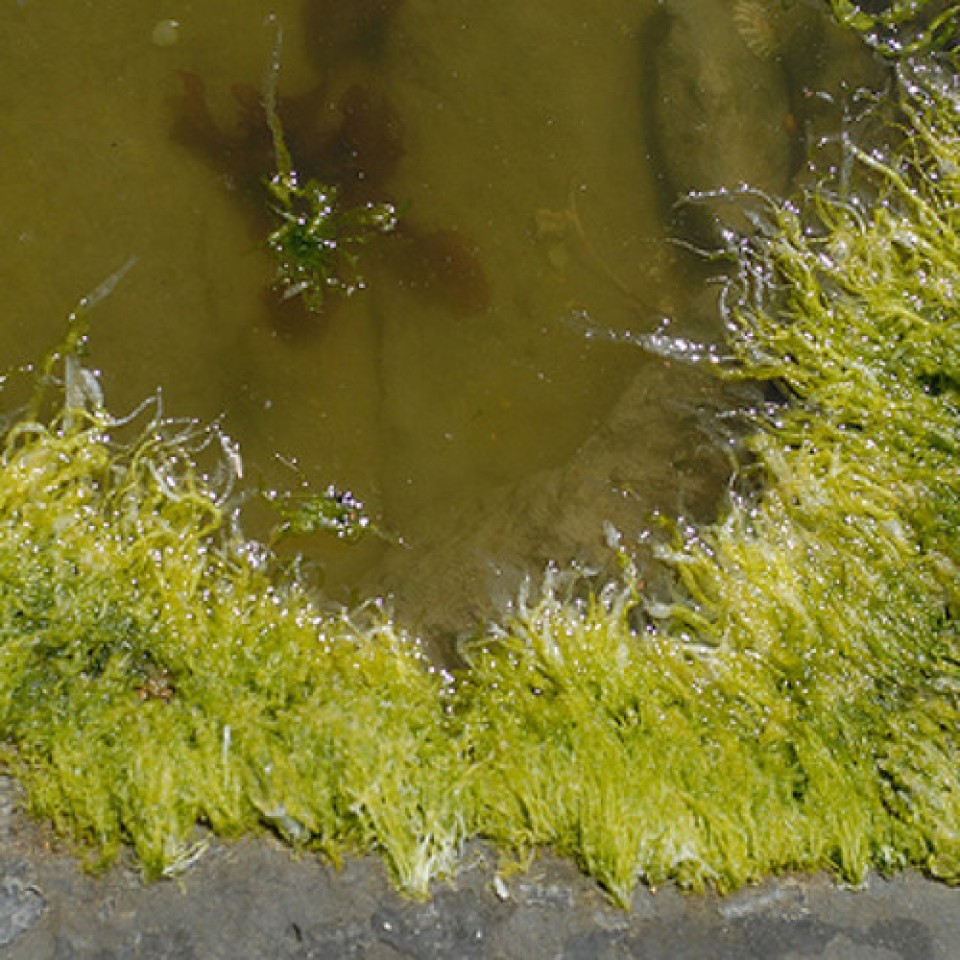 Algae blooms in Toledo WBEZ Chicago