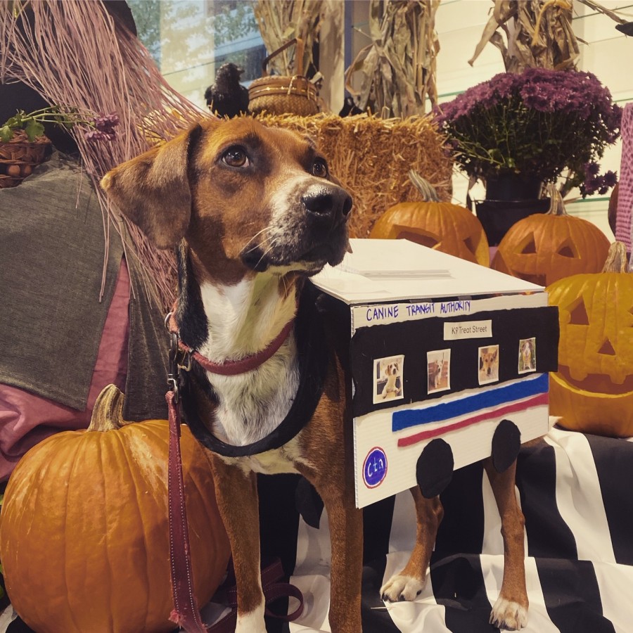 Halloween Dog Costumes  Chicago West Loop — Van & Bella's