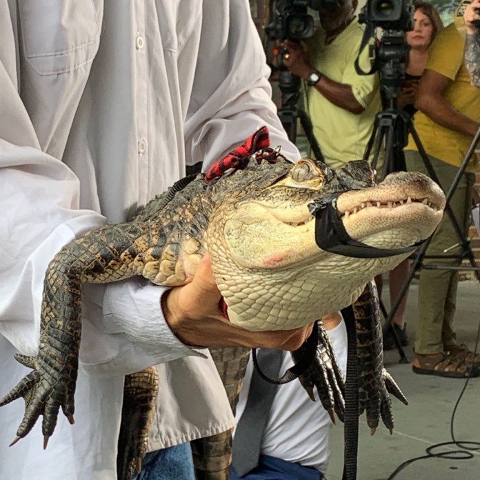 Humboldt Park Alligator Captured | WBEZ Chicago