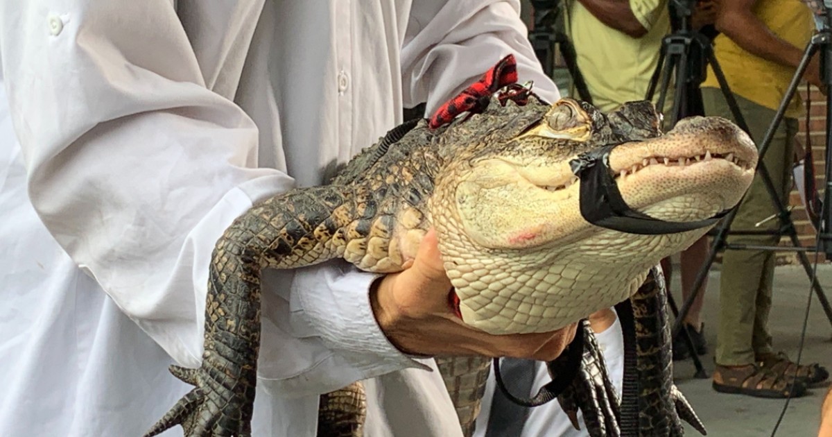 Humboldt Park Alligator Captured | WBEZ Chicago