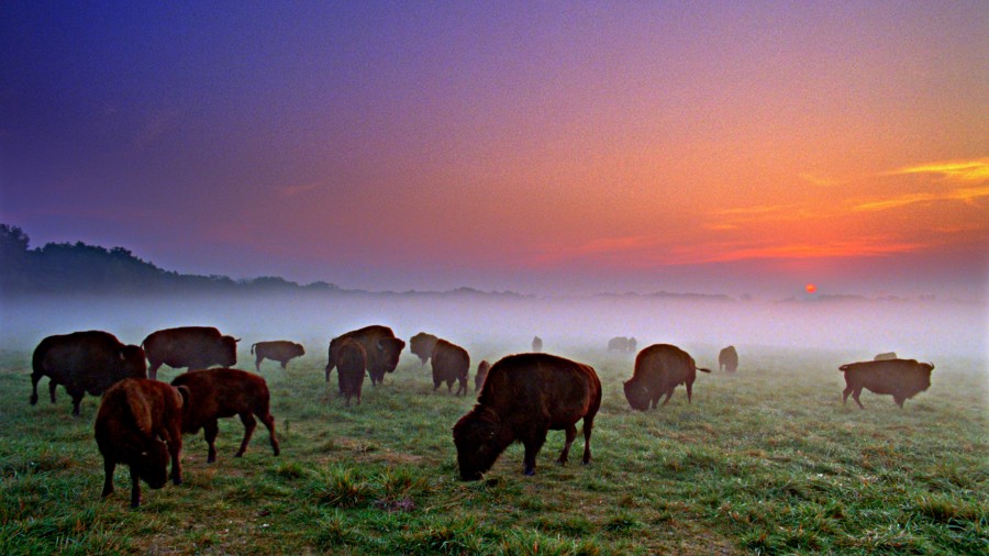 Buffalo sunset
