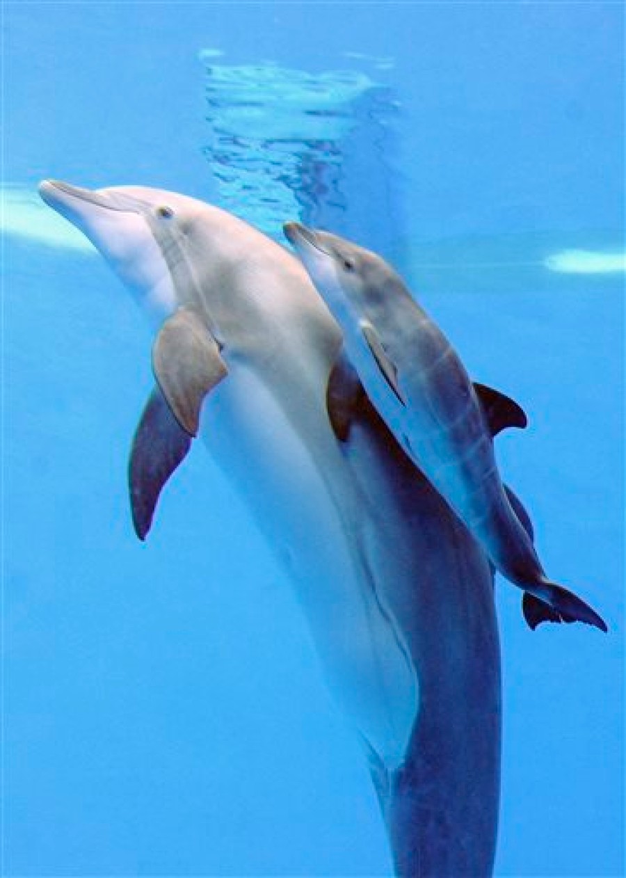 Dolphin baby