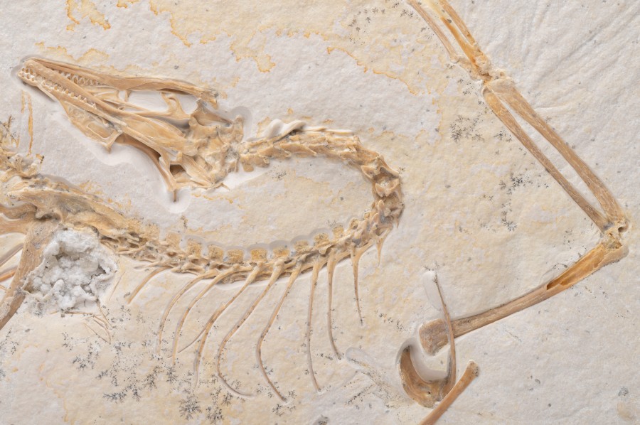 Closeup of Archaeopteryx fossil