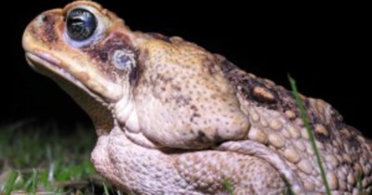 🐸🛑 Cane Toads ran wild in South East Queensland this weekend! Check out  these astounding videos from Tugun and Jimboomba as juvenil
