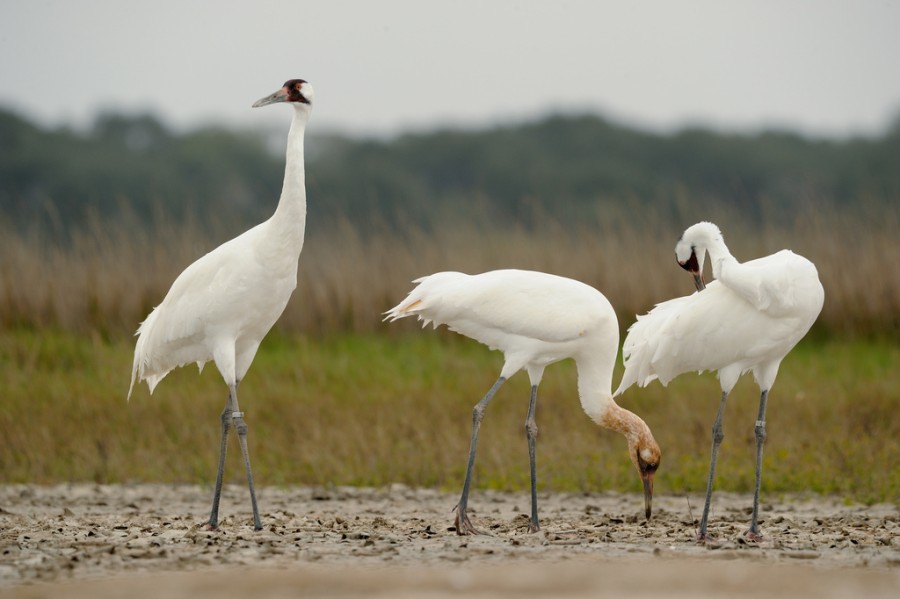 The Man Who Bonded With A Whooping Crane And Helped Save The Species | WBEZ Chicago