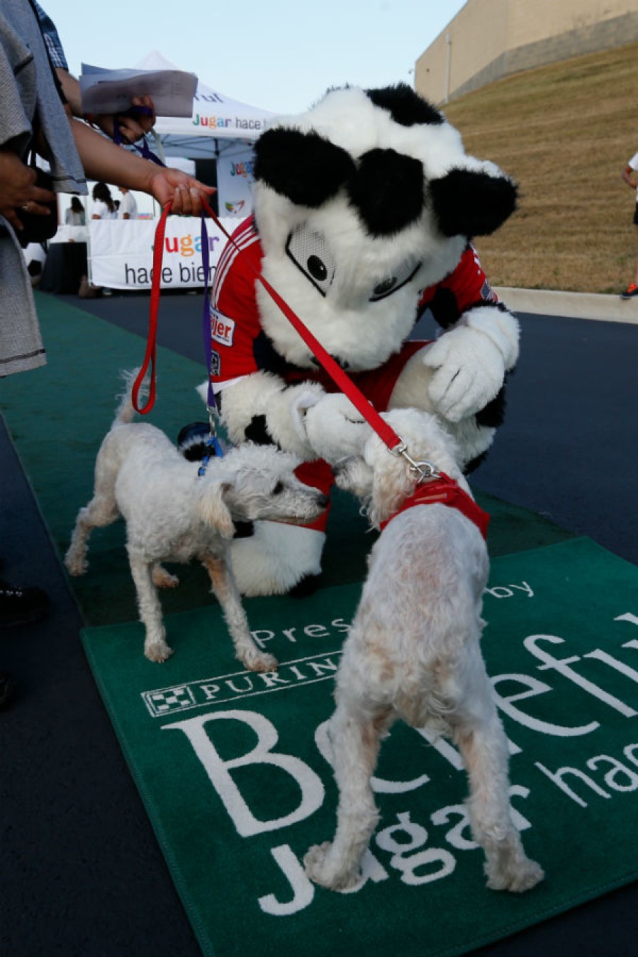 The origins of Chicago's sports mascots