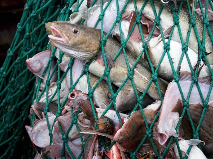 Fisheries Scientist Under Fire For Undisclosed Seafood Industry