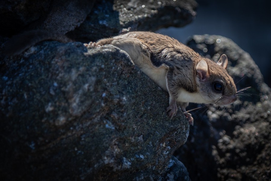 Camera Traps Capture Rare Flying Squirrel in Chicago