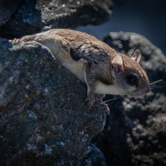 Flying Squirrels - Wildlife Control Connecticut