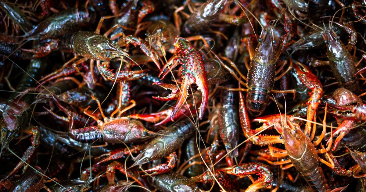 Make your own Crayfish, Crawfish, Traps. Step by Step instructions