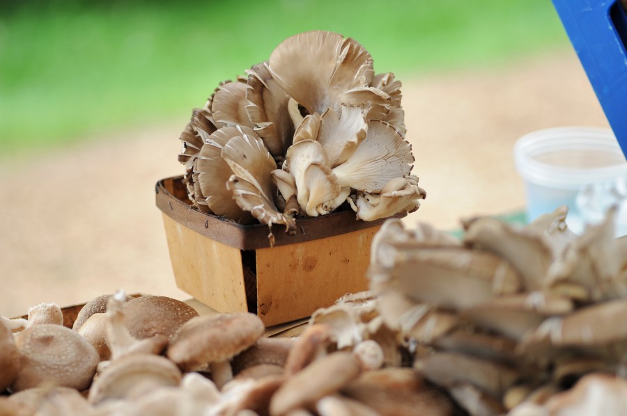 mushrooms at farmer's market