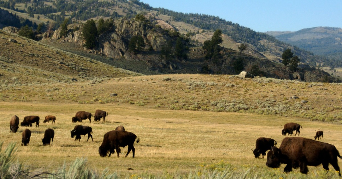 Yellowstone National Park pass for 150 years from now