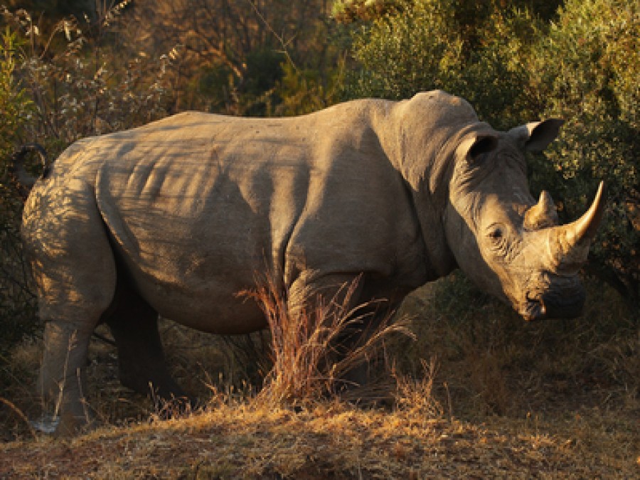 Rare rhino makes public appearance | WBEZ Chicago