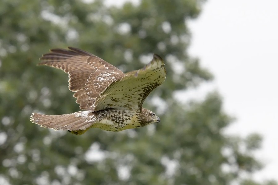 A red-tailed hawk takes flight after being released into the wild following capture at O’Hare Airport earlier this month.