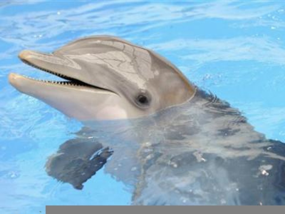 Лоб дельфина. Глаз дельфина. Глаз дельфина крупно. Дельфина Бельгийская. Лондонский зоопарк Дельфин.