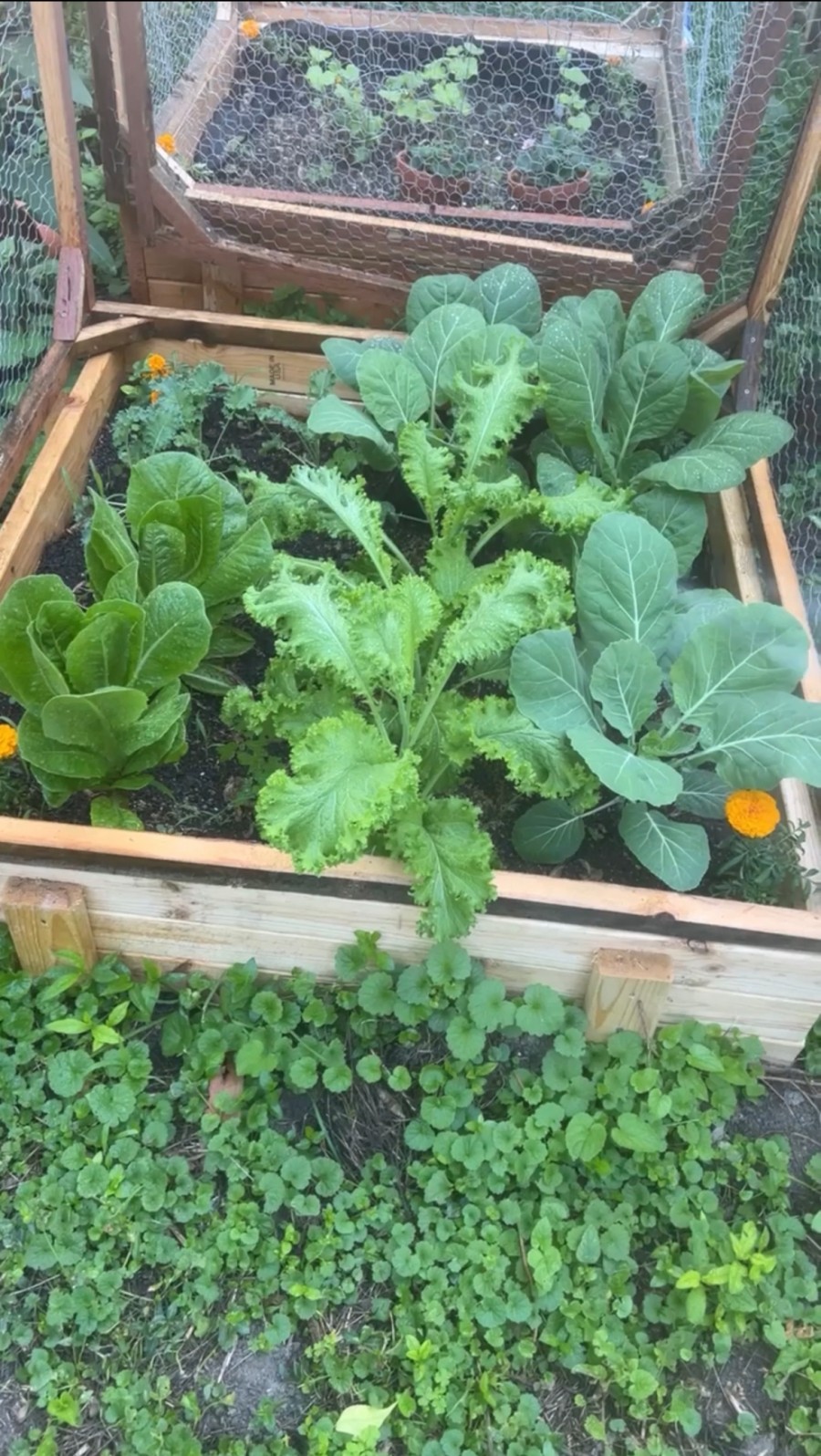 A plot in Ebony Jamison's vegetable garden