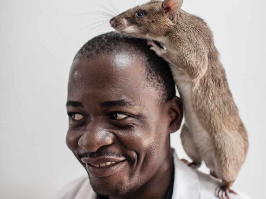 Воалаво. Гамбийская хомяковая крыса. Африканская крыса Гамби. Граската Африканская крыса.