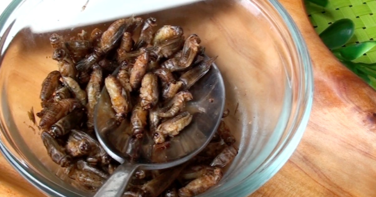 Angelina's kids snack on crickets. Are you ready to eat bugs?