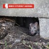 Chicago Rat Tales: Live at the Hideout
