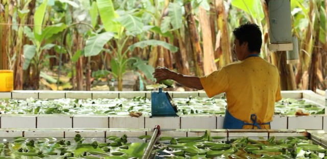 A banana farm worker in Ecuador weighs and washes the fruit. Today, Ecuador exports 32 percent of the world's bananas.