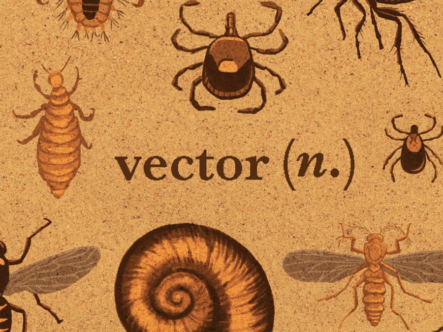 From Vector To Zoonotic: A Glossary For Infectious Diseases | WBEZ Chicago