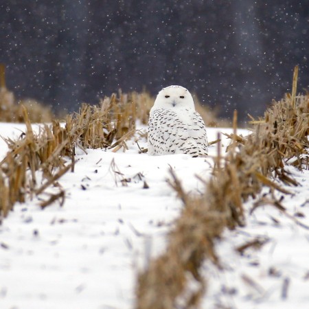 How to spot a snowy owl in Chicago and the signs of an owl irruption ...