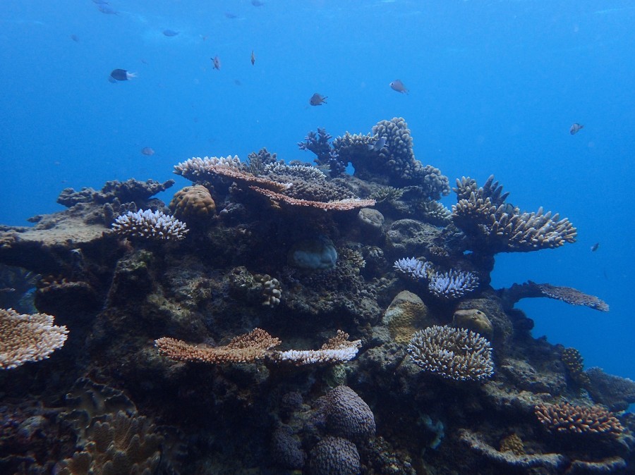 Why the death of coral reefs could be devastating for millions of humans -  The Washington Post