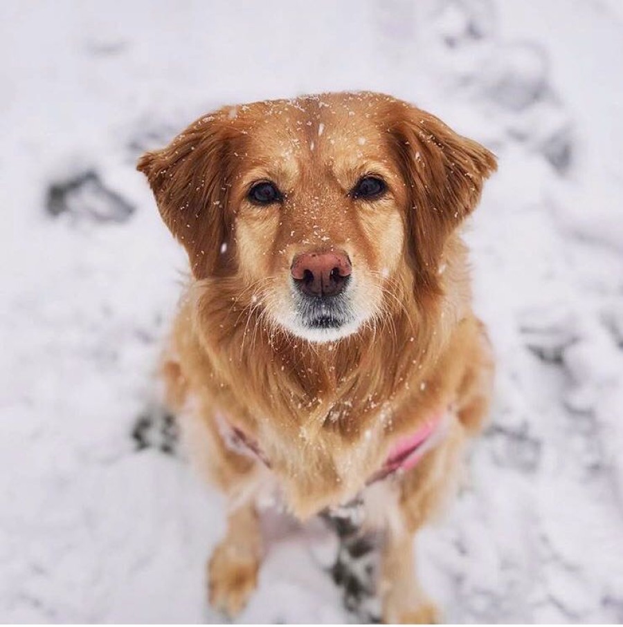 how do i protect my dog from extreme cold