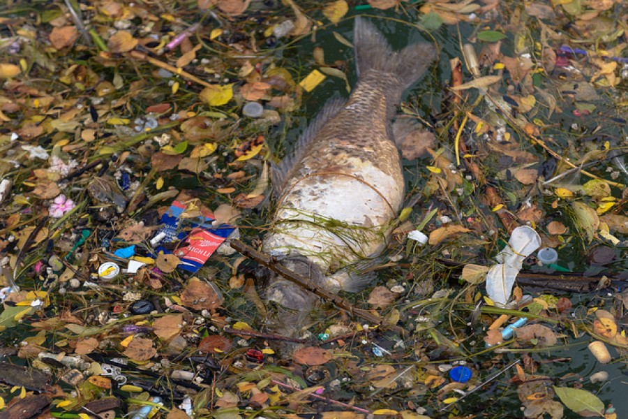 В воде гибнут. Загрязненная природа животные. Загрязнение воды животные. Рыбы в мусоре.