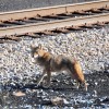 Millennium Park fox family is the latest Chicago wildlife to go viral -  Chicago Sun-Times