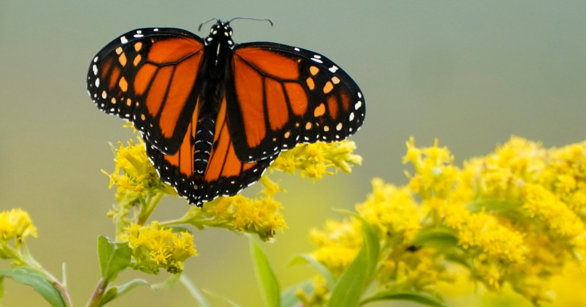 Climate change threatens the beautiful and beloved monarch butterfly, The  Independent