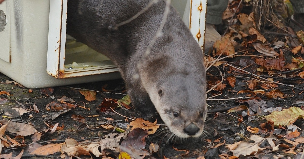 River otters back in Chicago, researchers track them | WBEZ Chicago