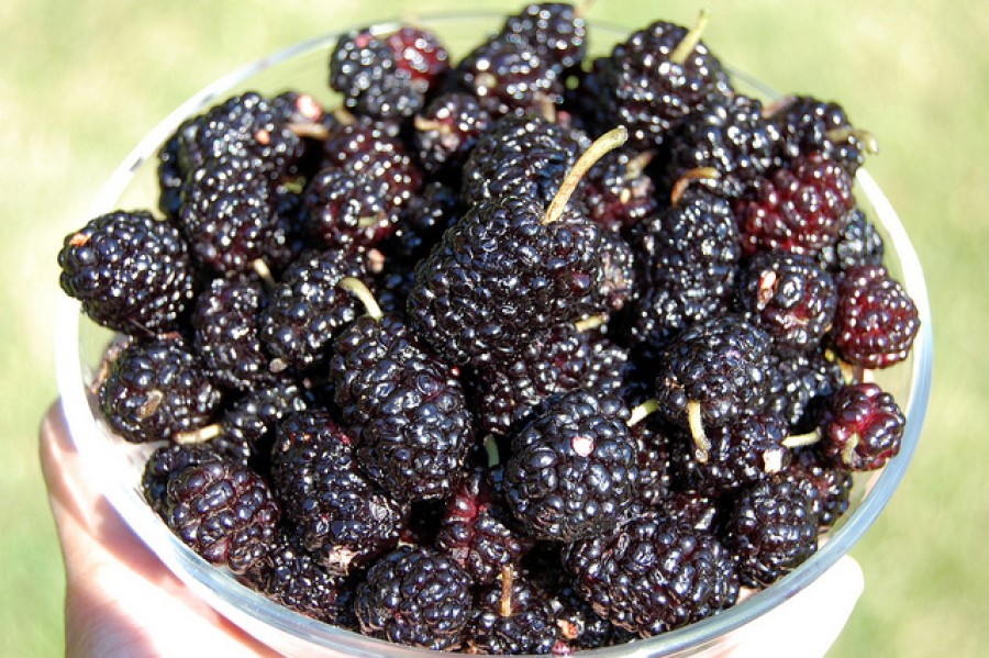 The ‘ripest mulberry,’ now in season | WBEZ Chicago