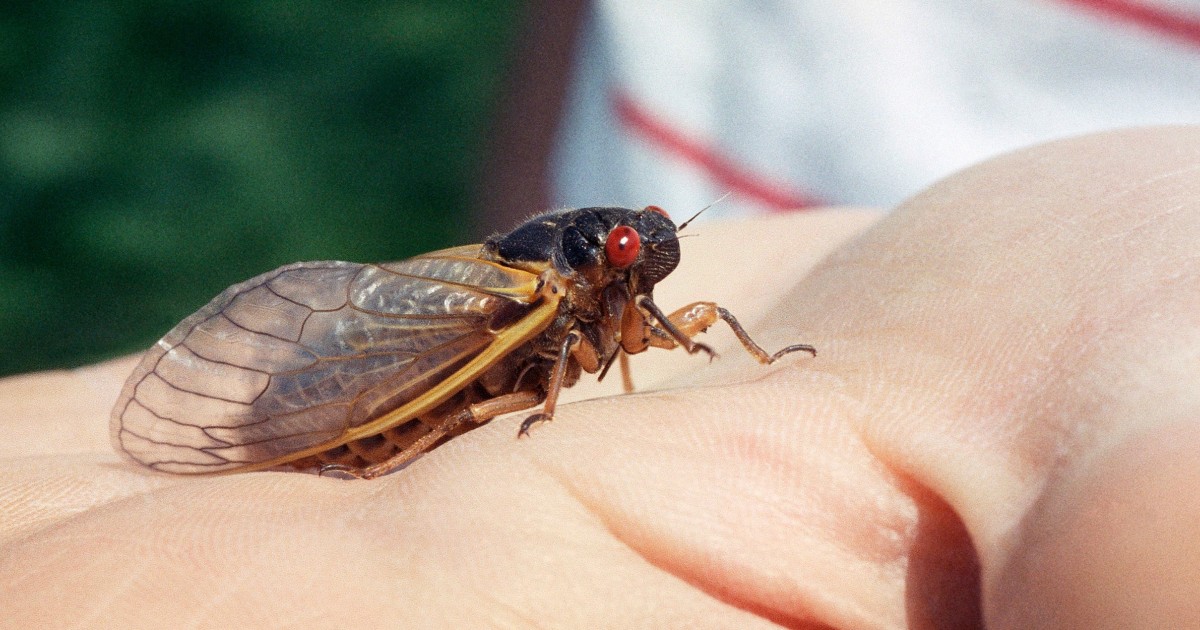 Billions Of Cicadas Will Soon Emerge In Illinois And Across U.S. WBEZ